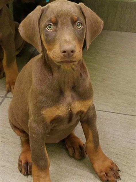 Doberman puppies florida. Things To Know About Doberman puppies florida. 